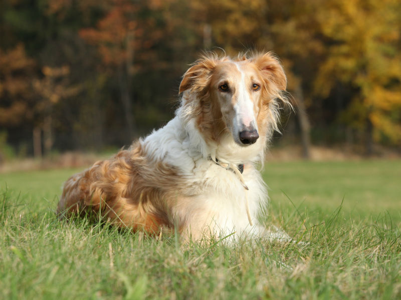 What Dog Hunts Wolves