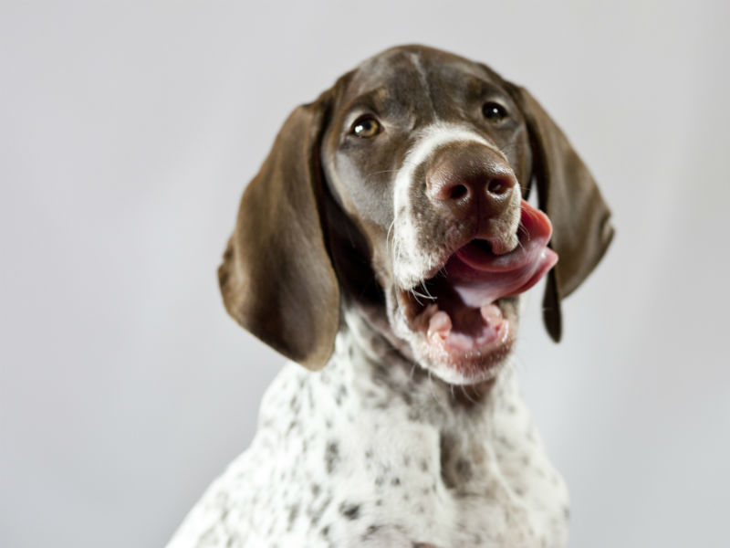 Can Dogs Eat Cashews? American Kennel Club