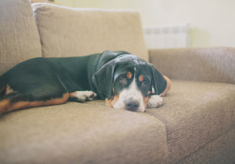 Can ringworm spread from dog to dog? The Ultimate Guide KeepingDog