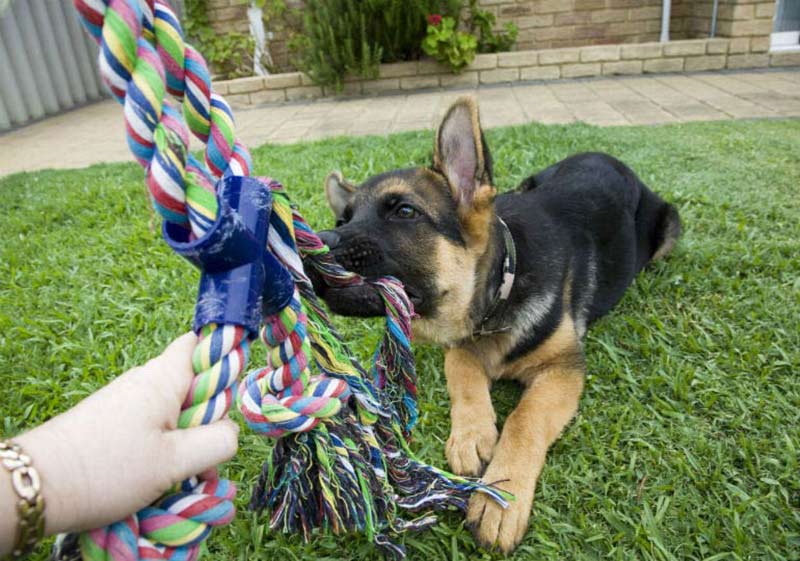 Dog Brain Games Fun Ways to Train Your Puppy