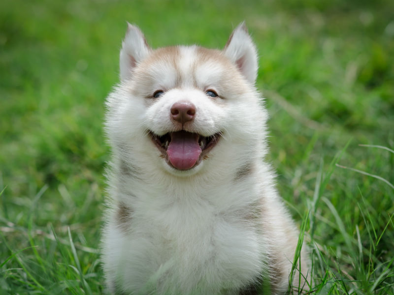 9 Funny Dog Jokes That Will Have You Rolling American Kennel Club