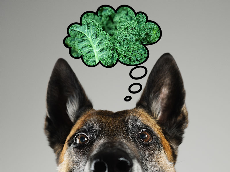 Can Dogs Eat Kale? American Kennel Club