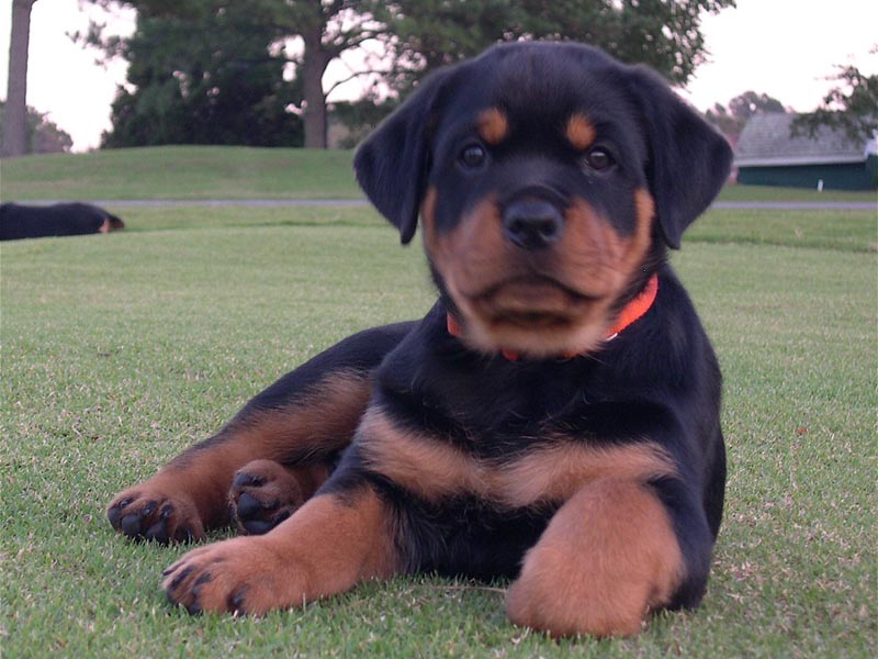 9 Things You Didn't Know About The Rottweiler American Kennel Club