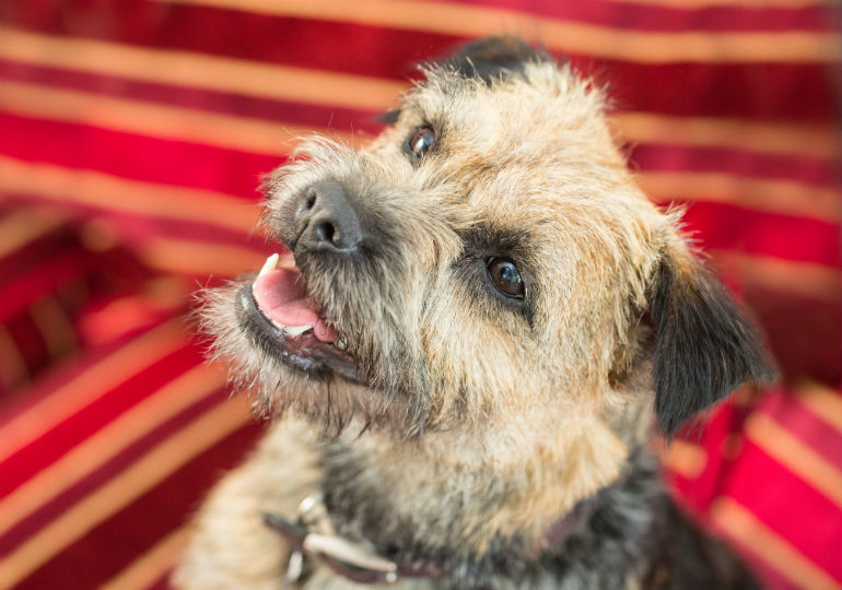 Border Terrier Shih Tzu Mix Puppies Gelidoeignifugo