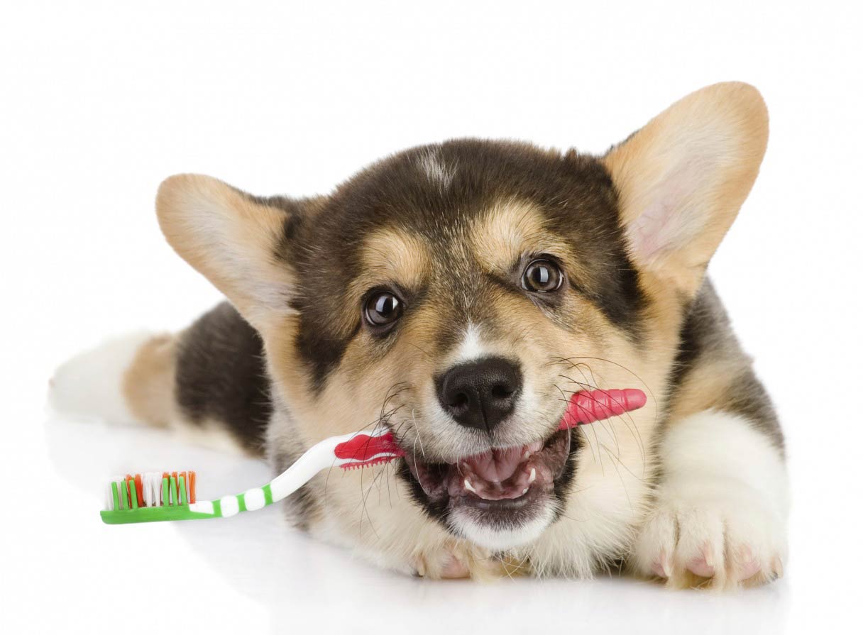12 Steps to Dazzling Dog Teeth American Kennel Club