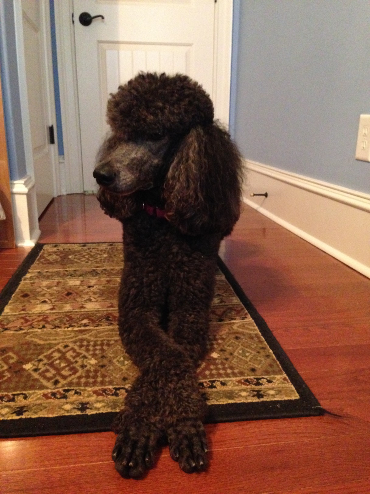 Teach a Dog to Cross their Paws