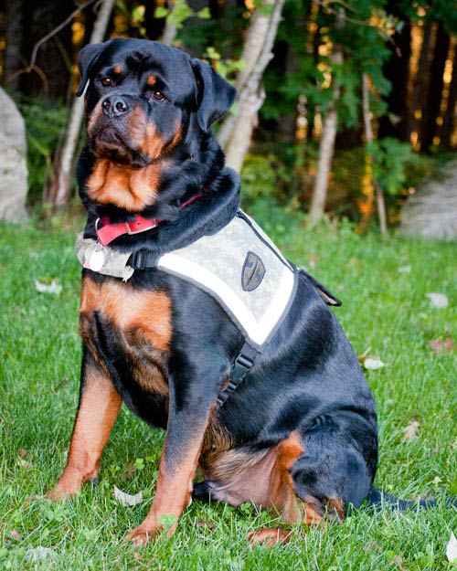 Are Rottweilers Service Dogs