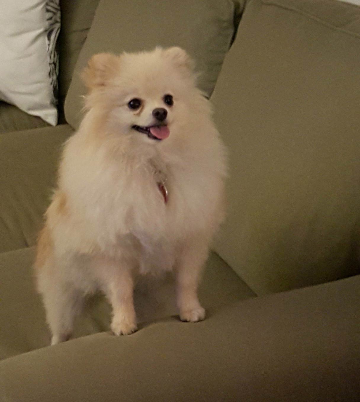 Are Pomeranians Good Guard Dogs