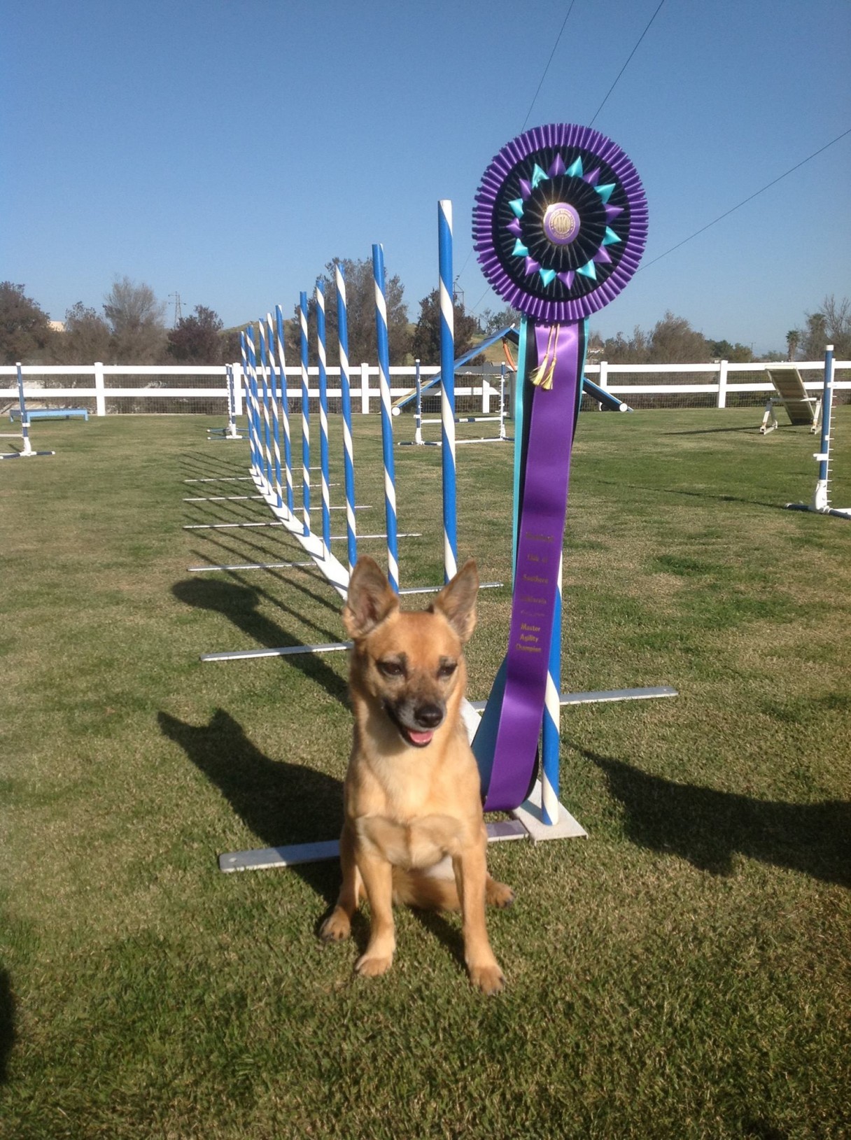 Scared Little Shelter Dog Agility Champion American Kennel Club