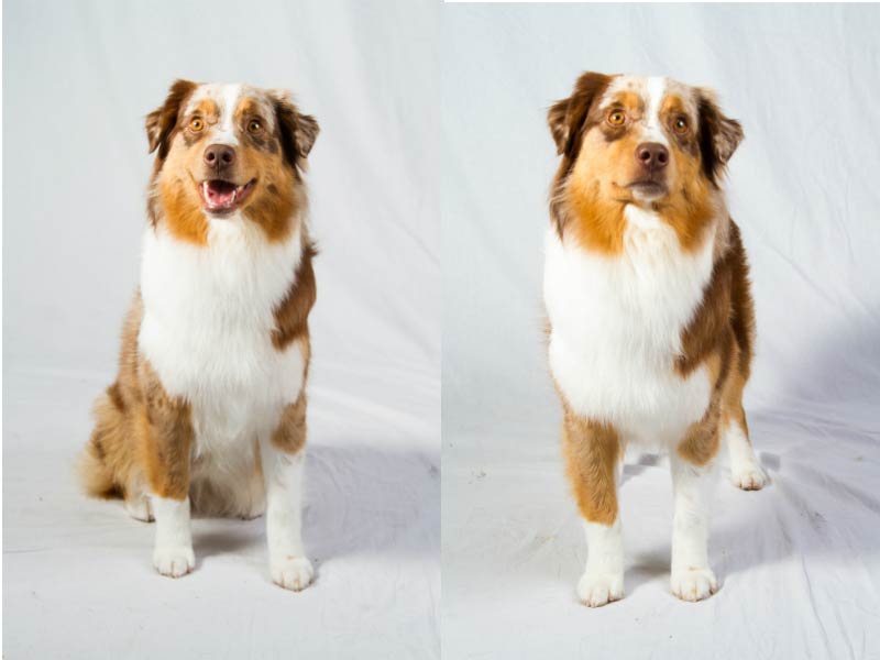 Meet The 7 Breeds Debuting At Westminster 140 American