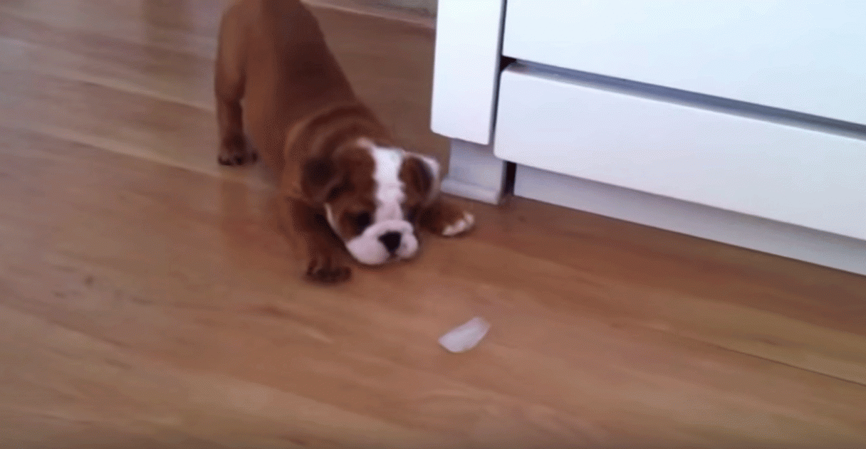 Can You Give Puppies Ice Cubes