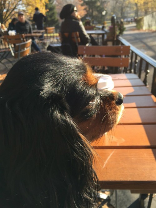 7 Fun Things To Do With Your Dog In New York City American Kennel Club