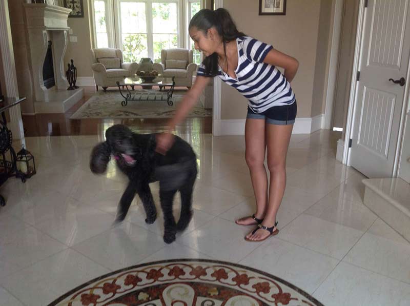 How to Teach Your Dog to Spin Around American Kennel Club