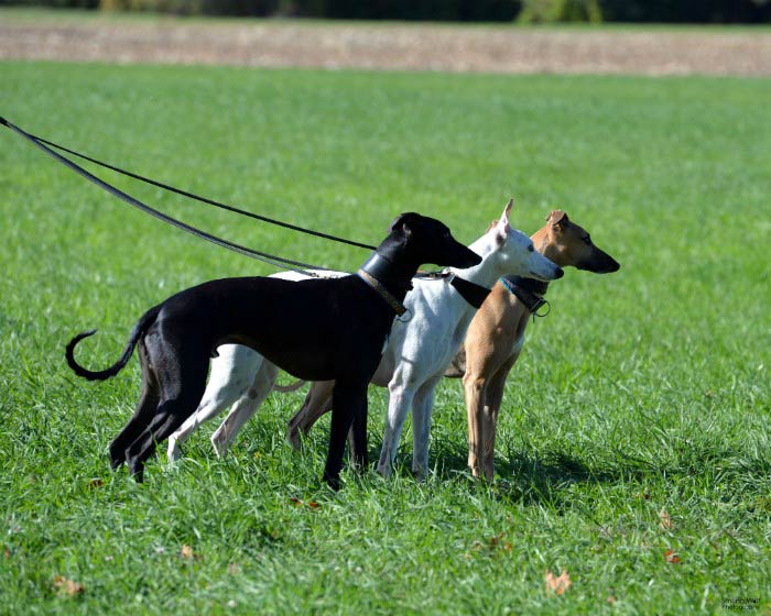 15 Things ONLY A Whippet Owner Would Understand American Kennel Club