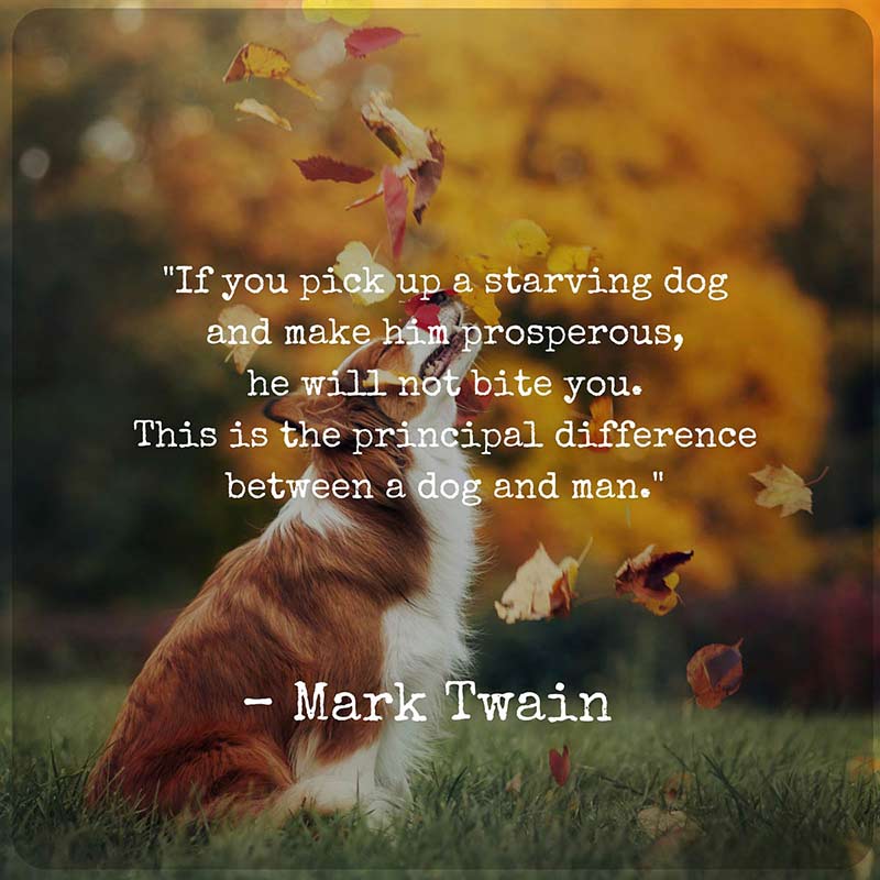 Famous A Boy And His Dog Quotes 2022 Dog Quotes — We Rounded Up The Best Of The Best