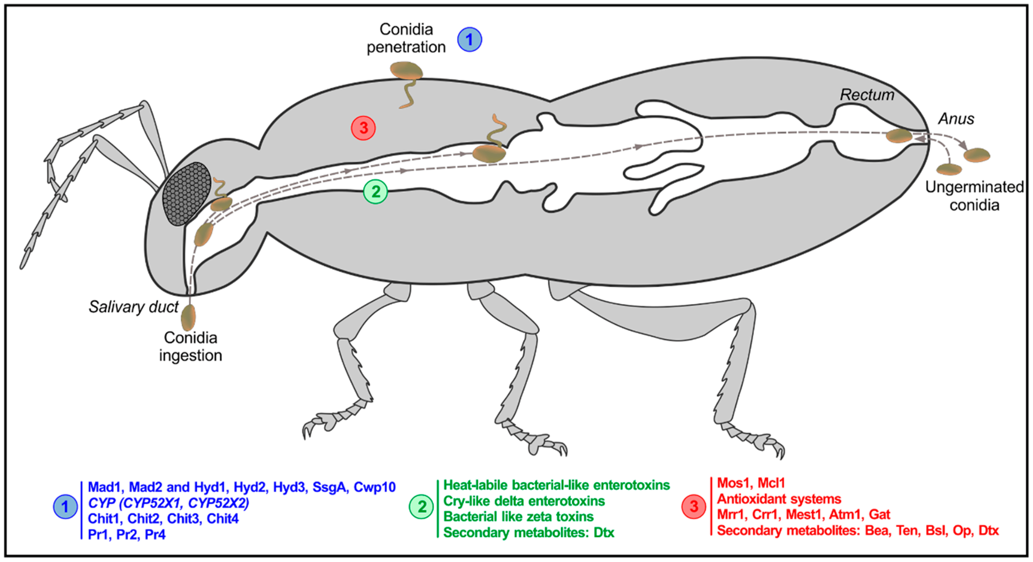 Exploring The Properties And Permeability Of Arthropod Cuticles