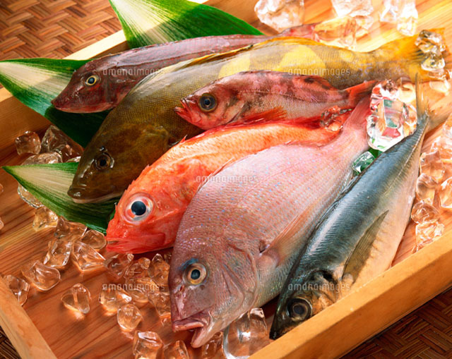 鮮魚[11002017560]｜ 写真素材・ストックフォト・画像・イラスト素材｜アマナイメージズ
