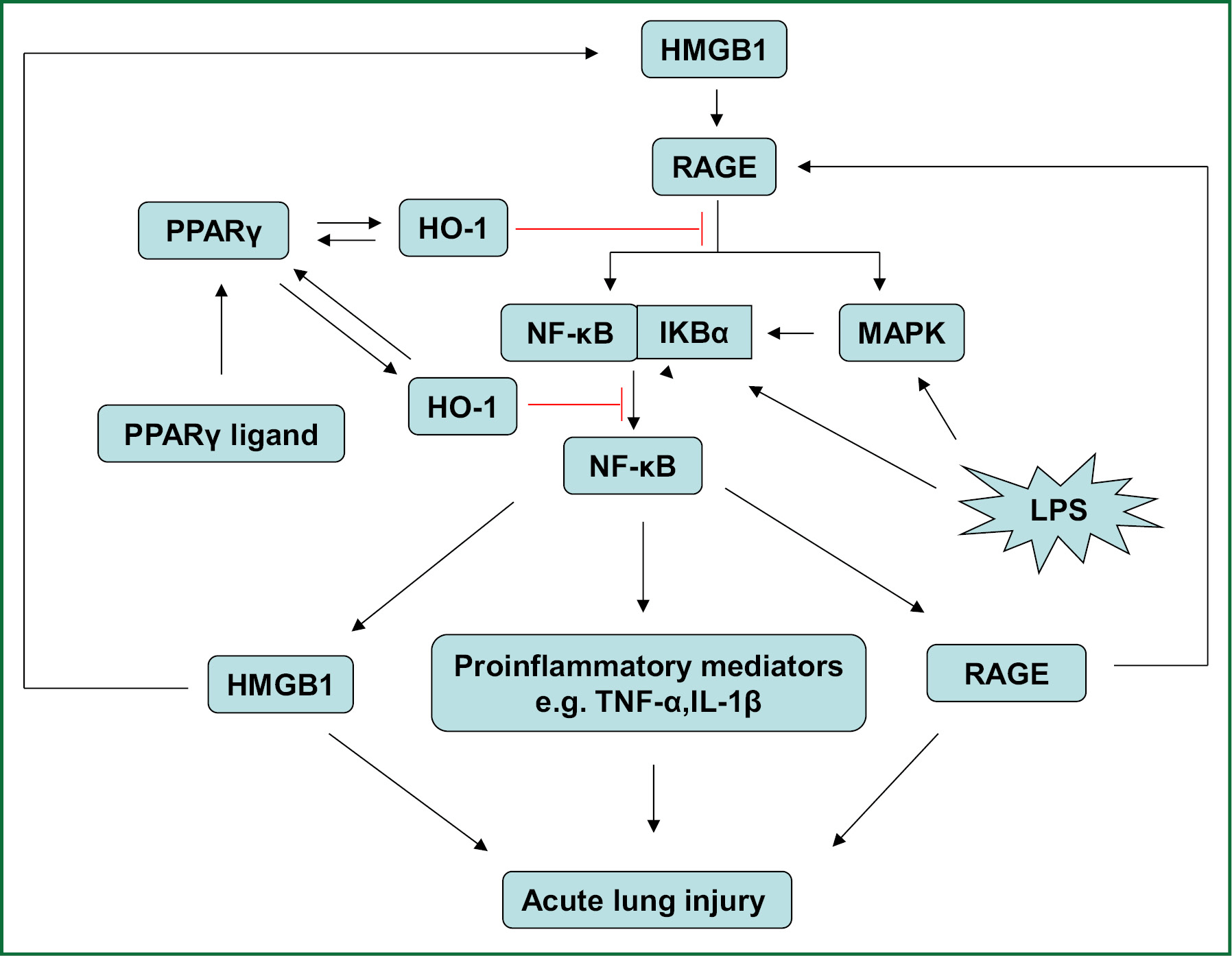 A novel hypothesis upregulation of HO1 by activation of PPARγ