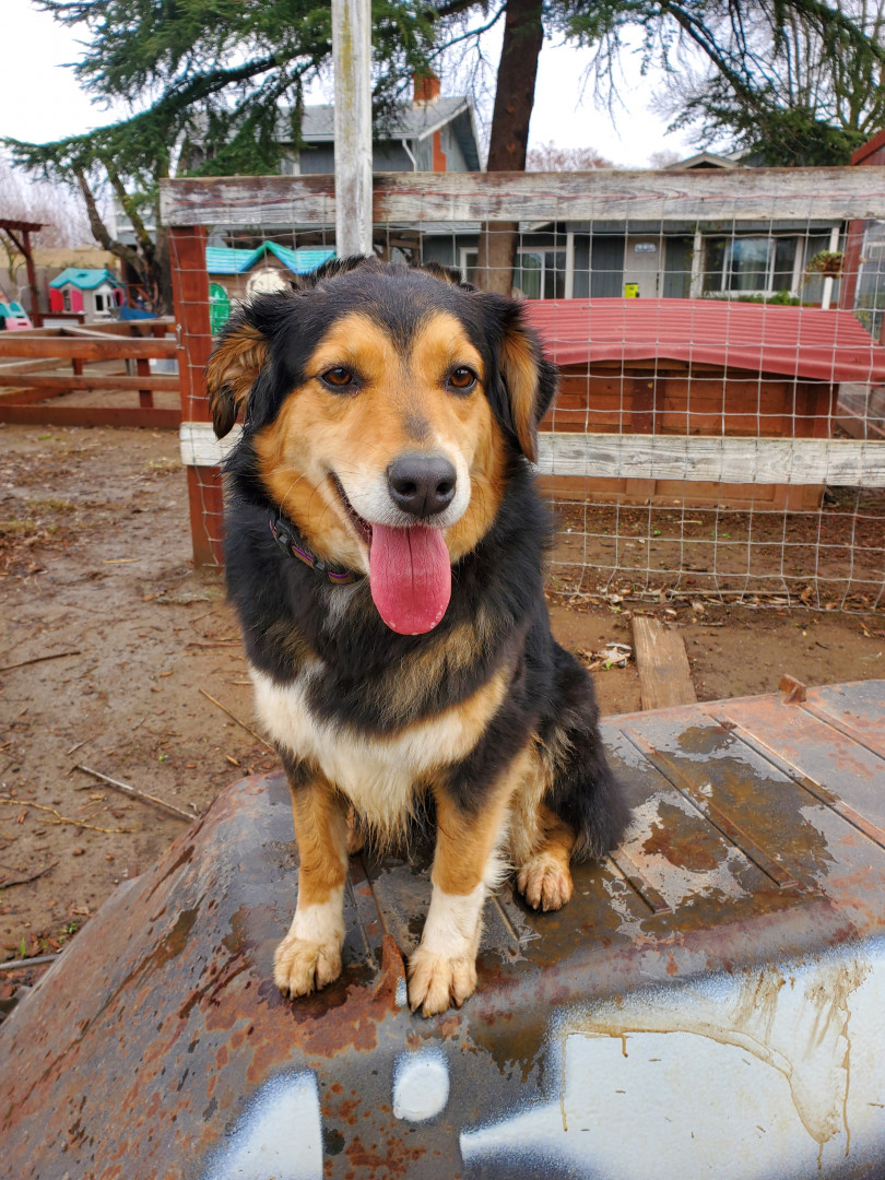 Duchess America's Favorite Pet