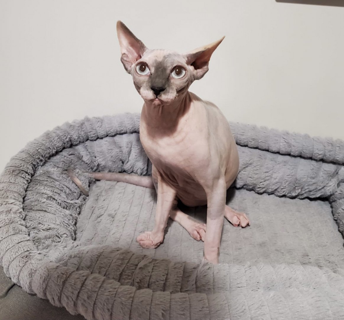 Pinky America's Favorite Pet