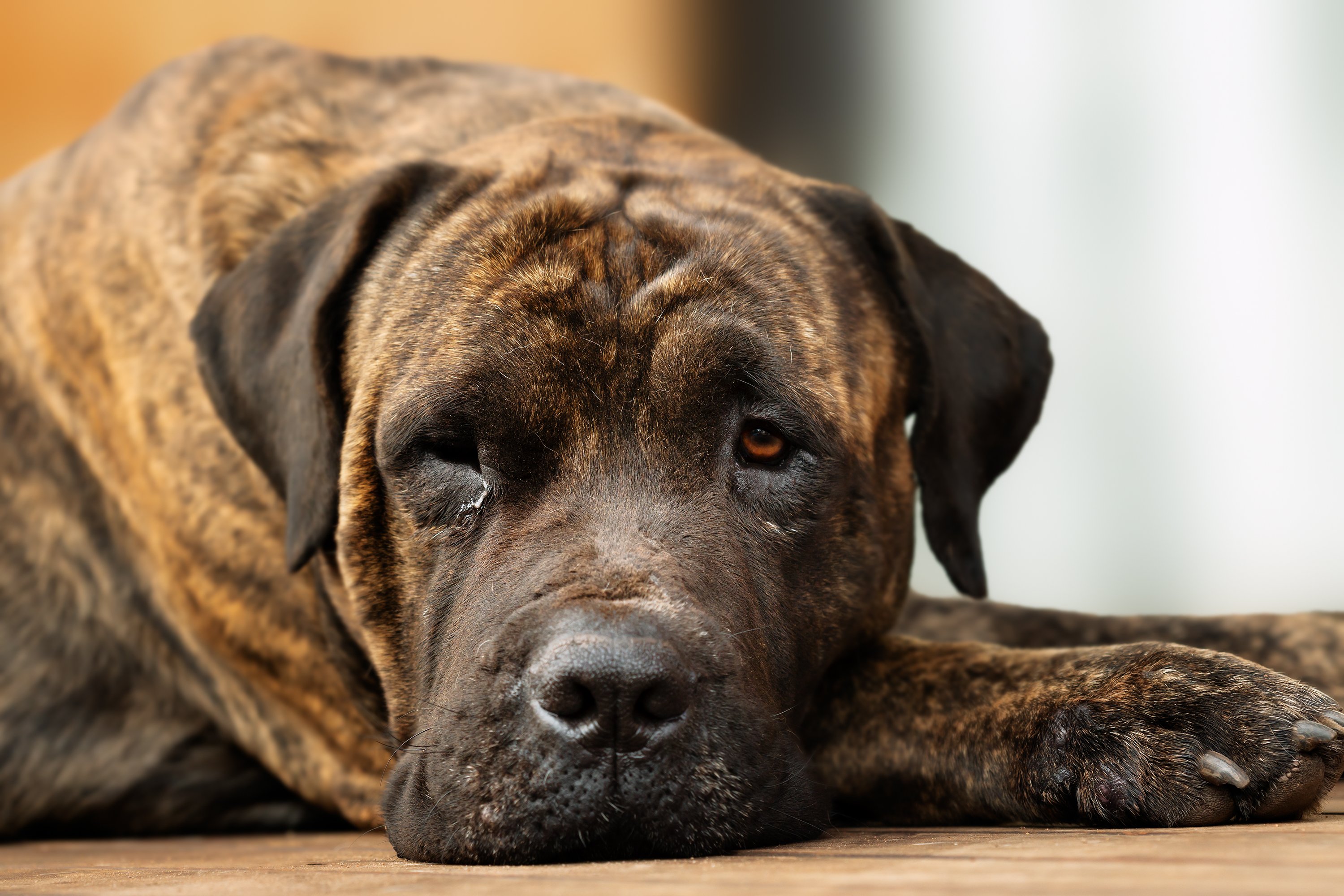Streunender Hund weint vor Freude, als Fremde ihn füttert