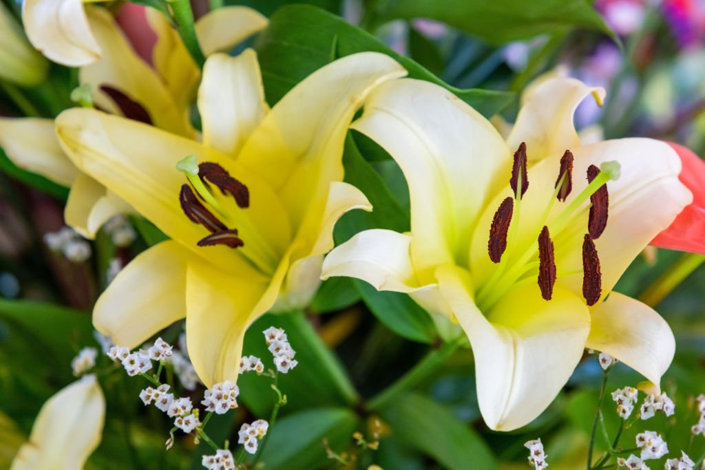 Lilien Anbau, Pflege und Pflanzung alle Details