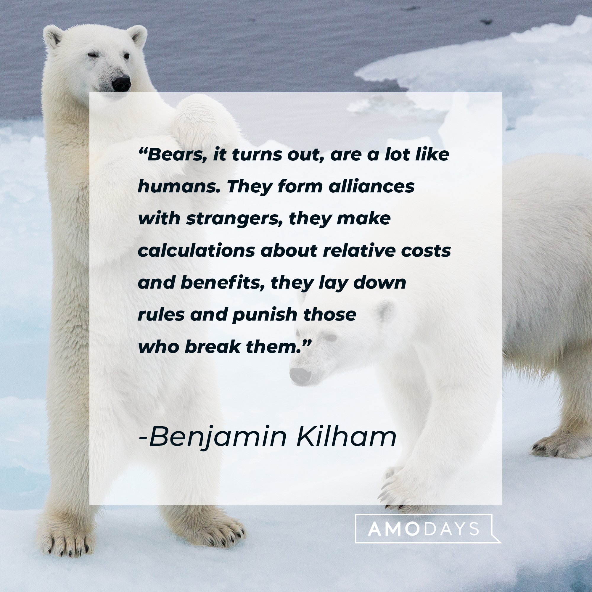 70 Bear Quotes A Tribute to These Majestic Creatures