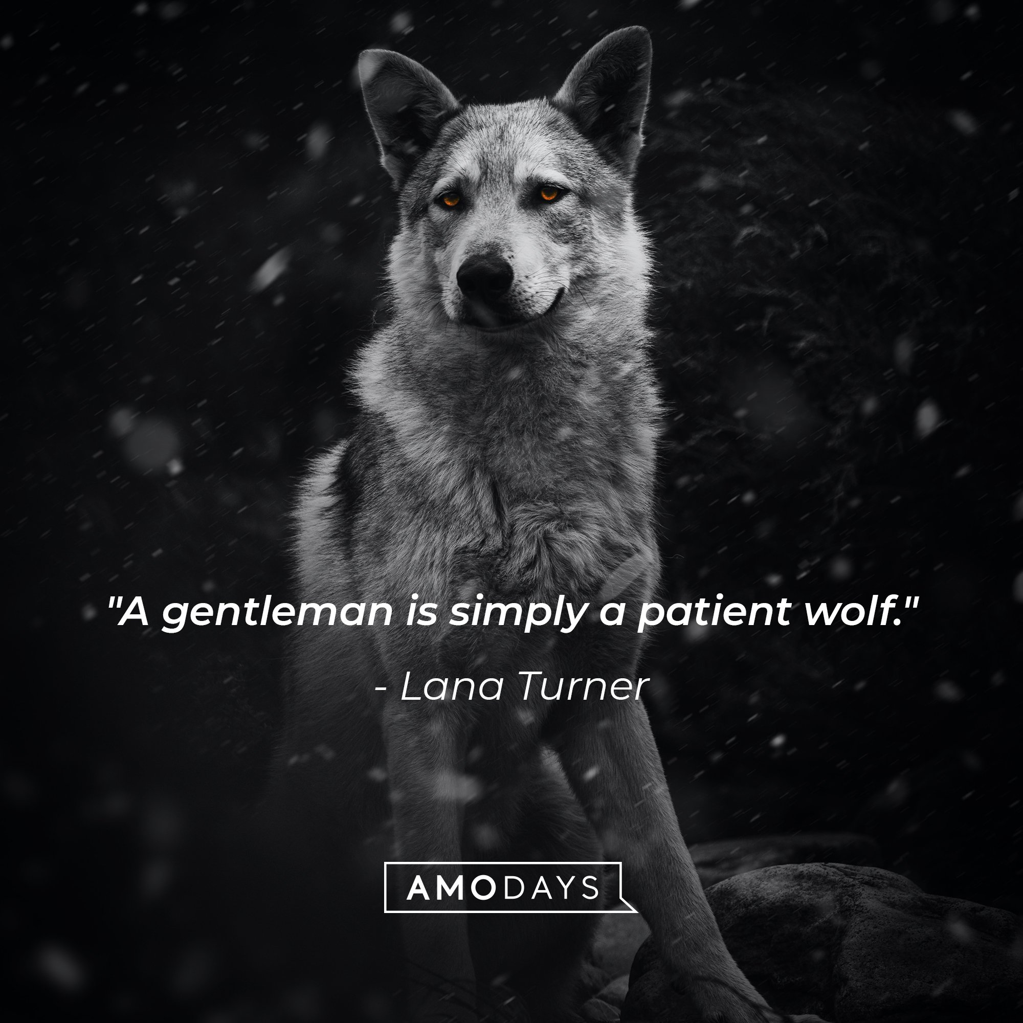 92 Insightful Wolf Quotes