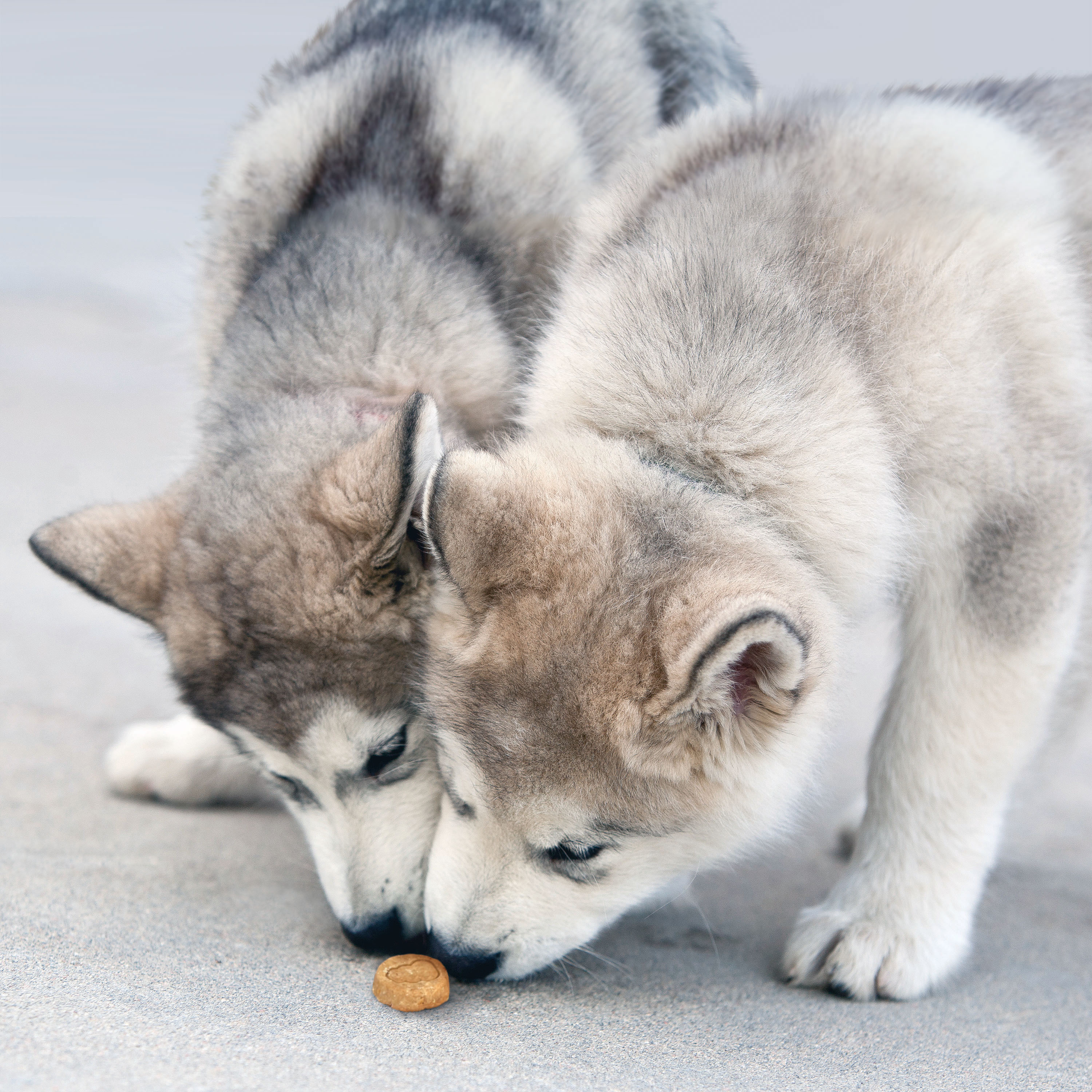 Product KONG Company