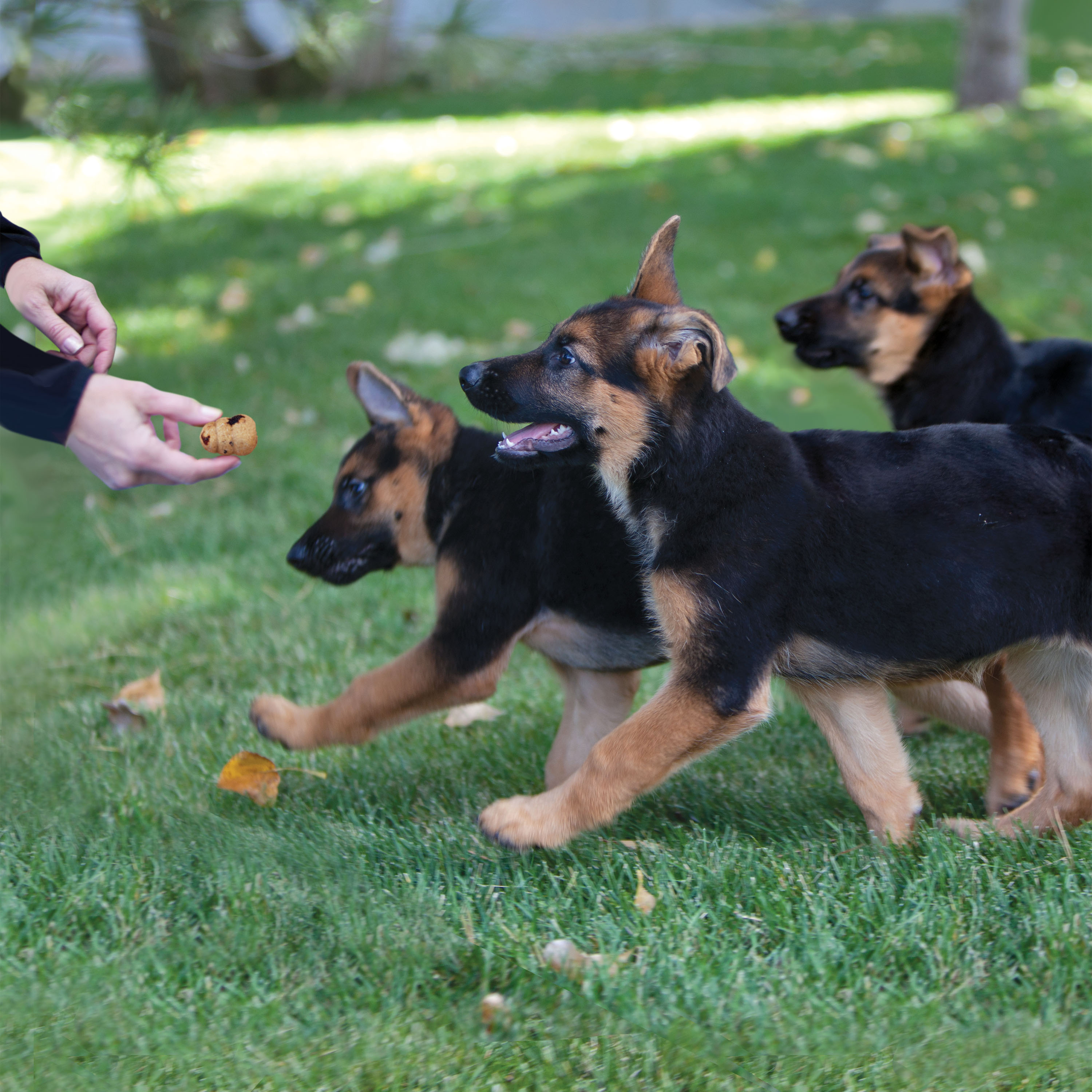 KONG Kitchen Crunchy Biscuit Farmers Omelette KONG Company