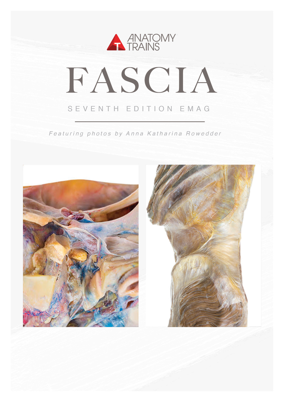 EMagazine Issue 7 Fascia by Julie Hammond Anatomy Trains