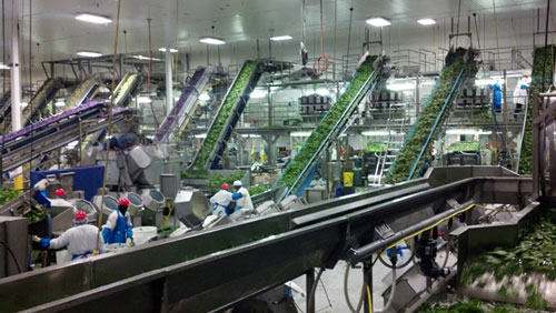 Church Brothers Farms Highlights True Leaf Process in Latest Video