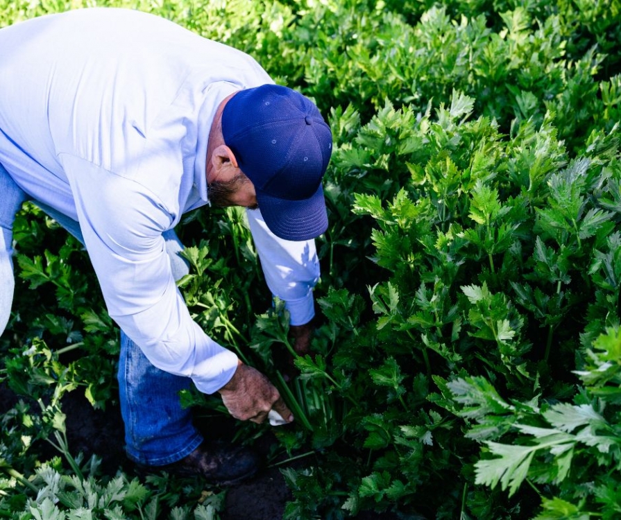 Duda Farm Fresh Foods Releases Weather and Crop Update AndNowUKnow