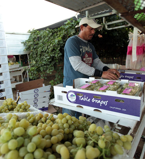 Grapery's Cotton Candy Grapes Volume Up 50 With Excellent Quality AndNowUKnow