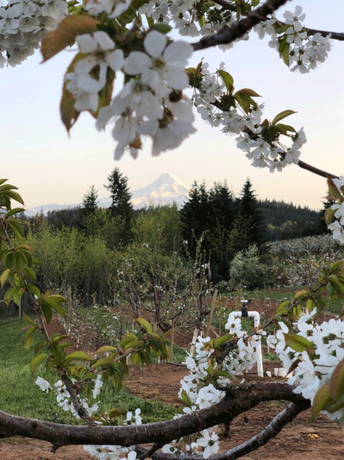Hood River Cherries Brad Fowler Discusses Harvest AndNowUKnow