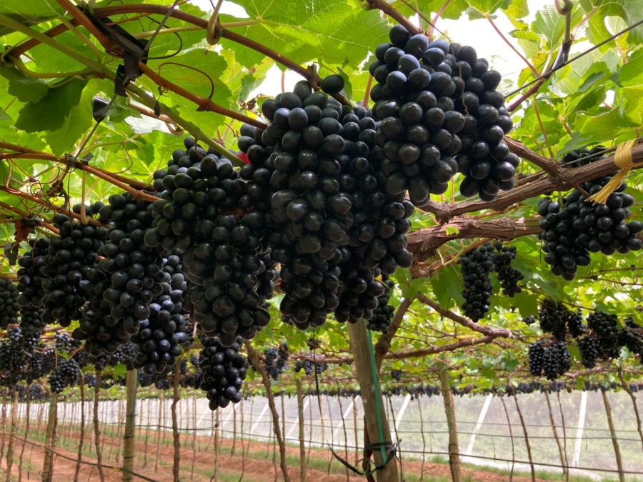 Pacific Trellis Fruit Reports Opportunities Within JAM Grape Category