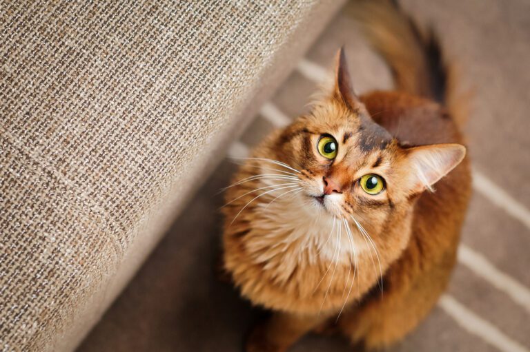 7 Amazing Cat Breeds for FirstTime Owners Page 11