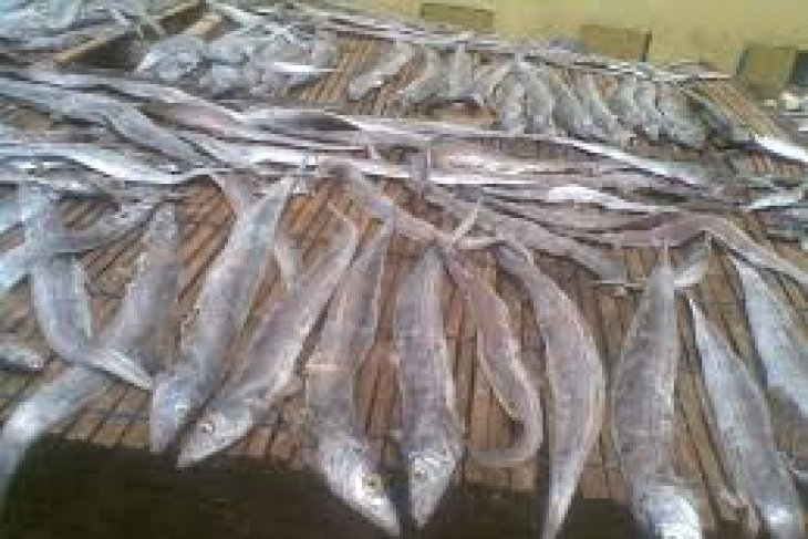 The Best Gambar Ikan Layur Awe-Inspiring