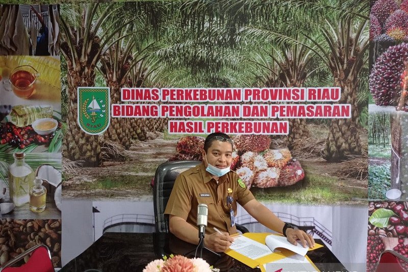 Harga sawit Riau naik dipicu naiknya harga minyak sawit