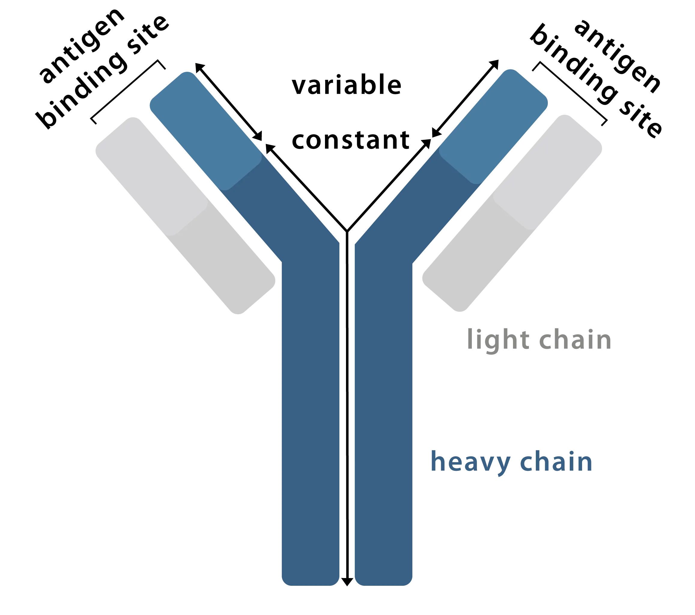 Anticuerpos Primarios