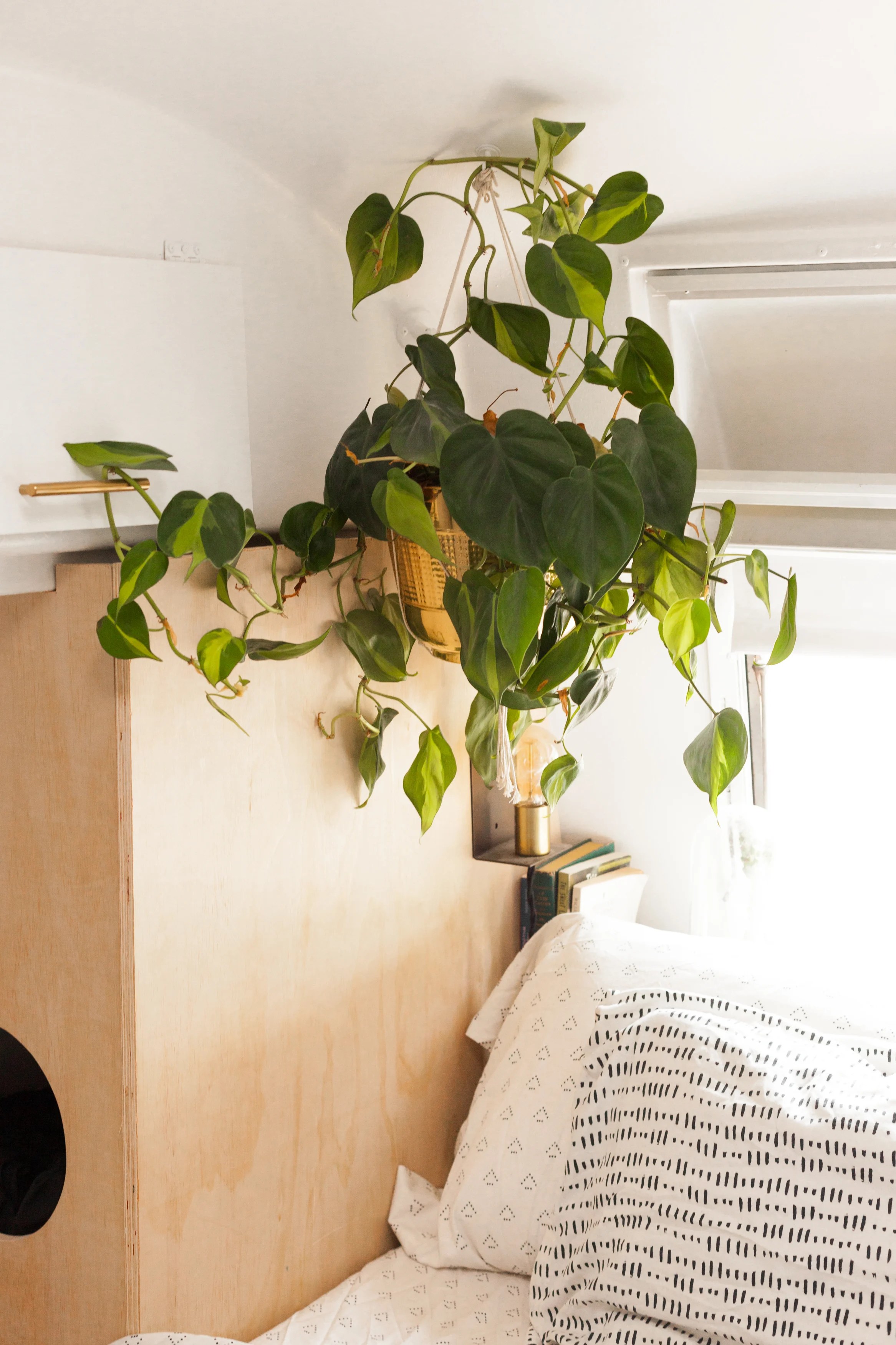 The Best Indoor Vining Plants Apartment Therapy