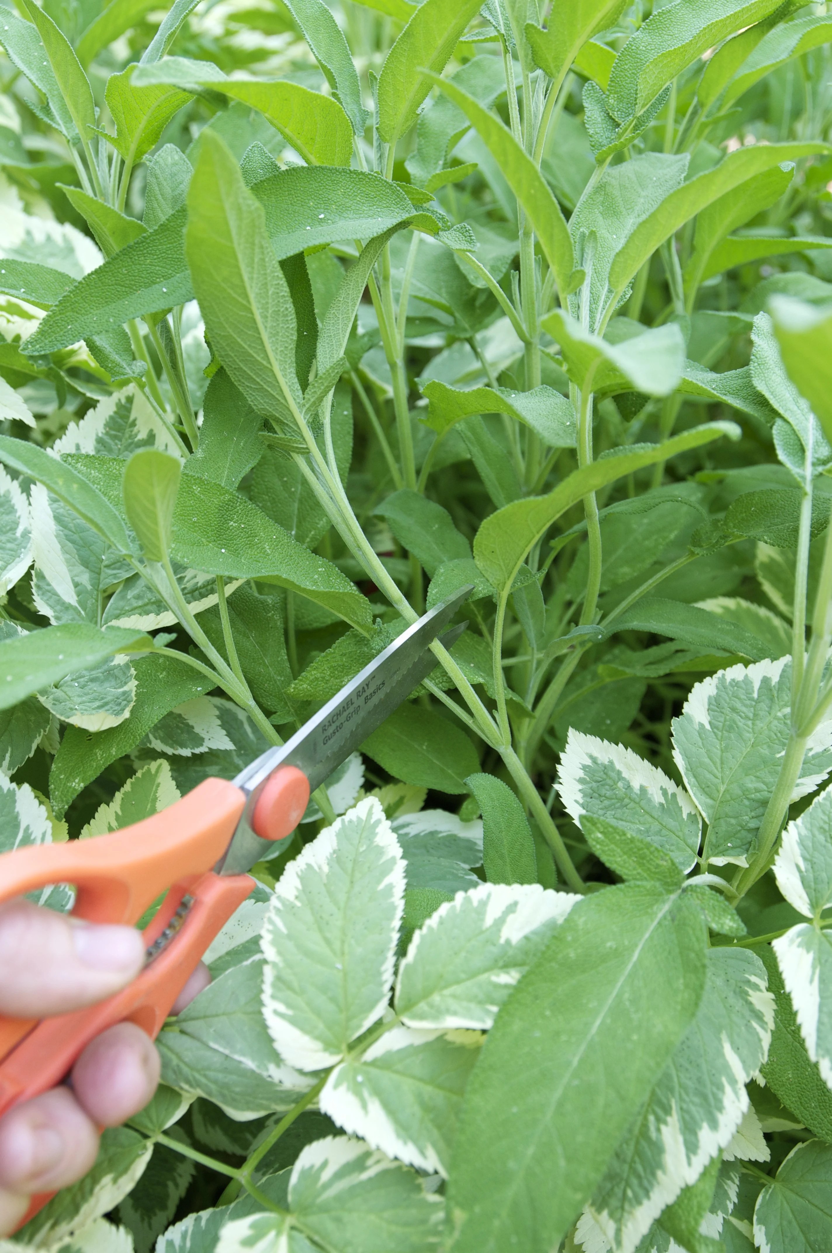 Everything You Need to Know About Growing Sage Kitchn
