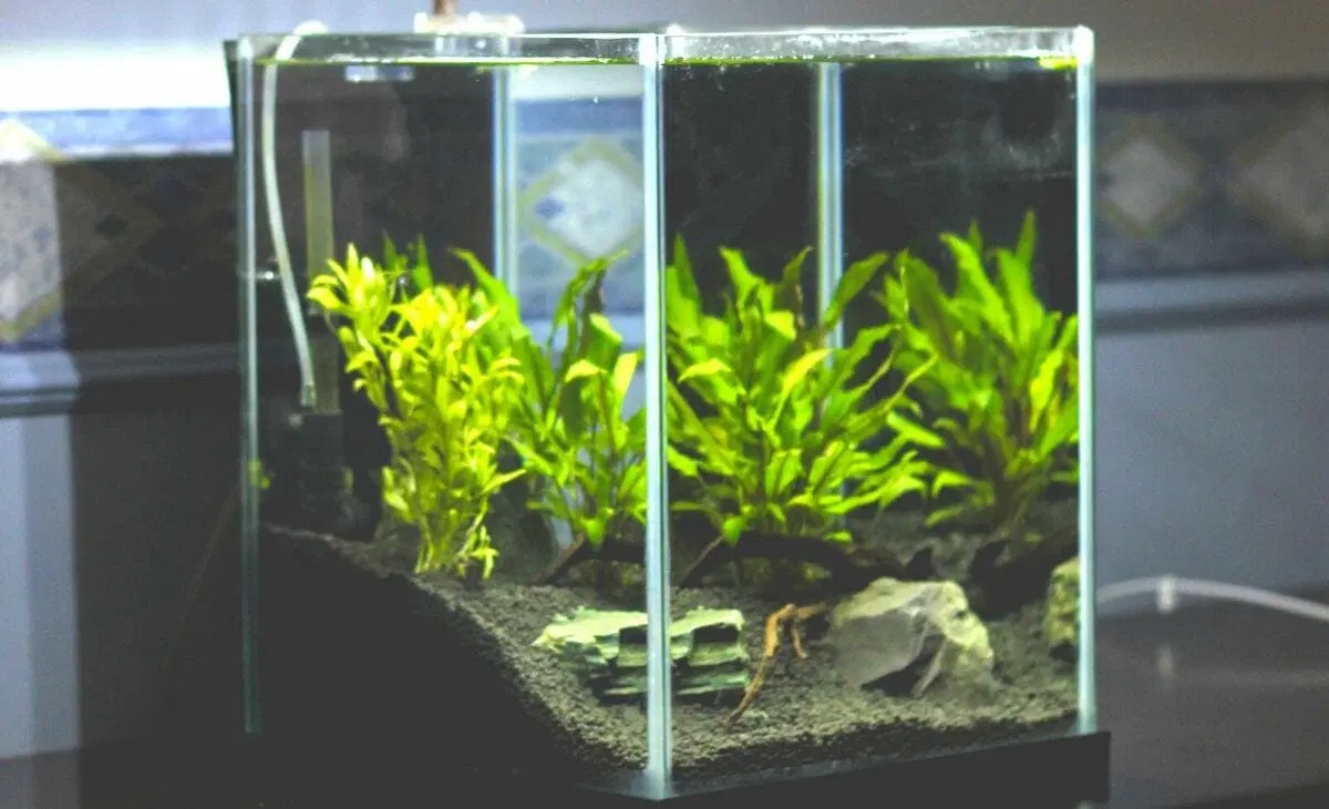 Do Aquarium Plants Need CO2? (Can you keep them without co2)