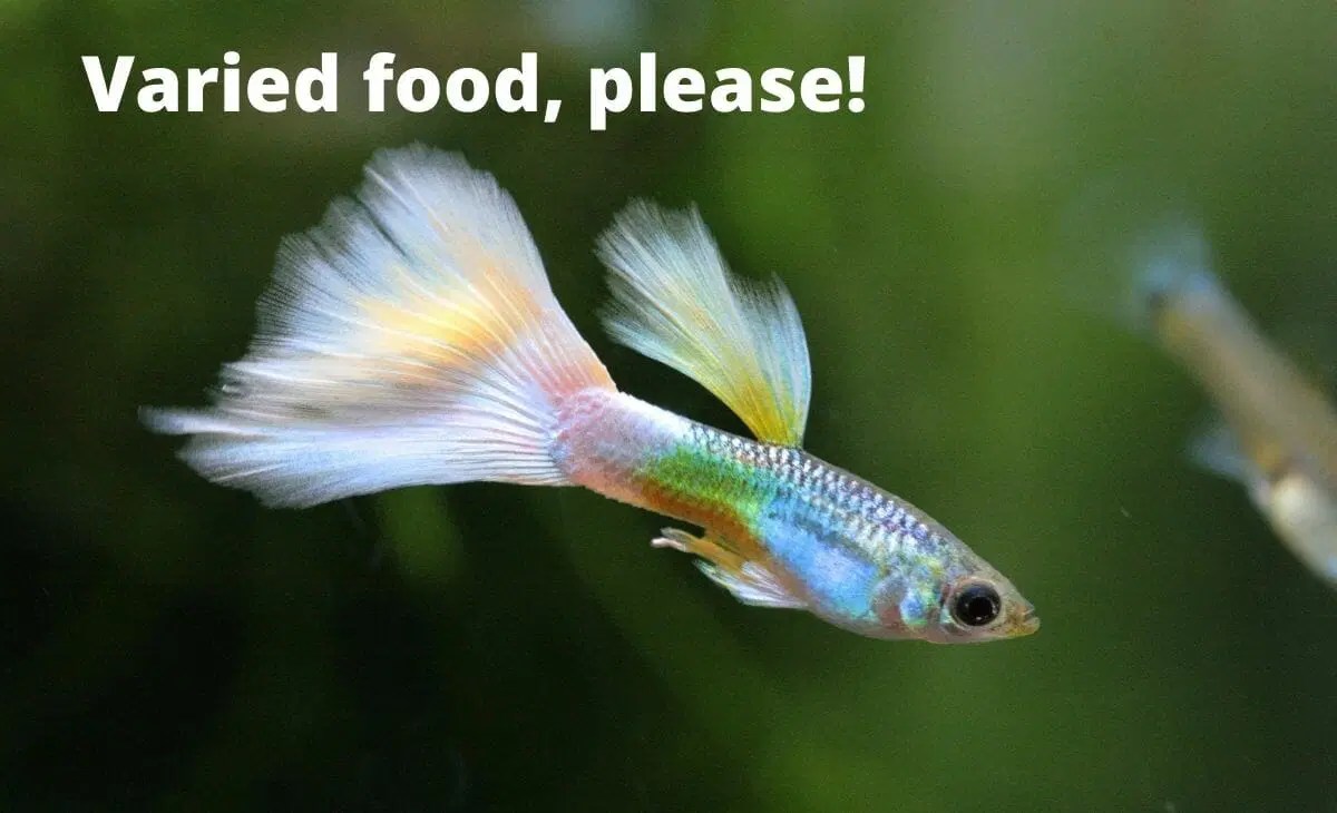 How Many Guppies Should Be Kept Together? (Explained)