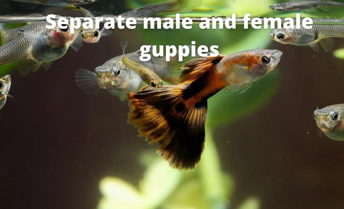 How Do I Stop My Guppies From Having Babies? (5 Effective Ways That Work!)