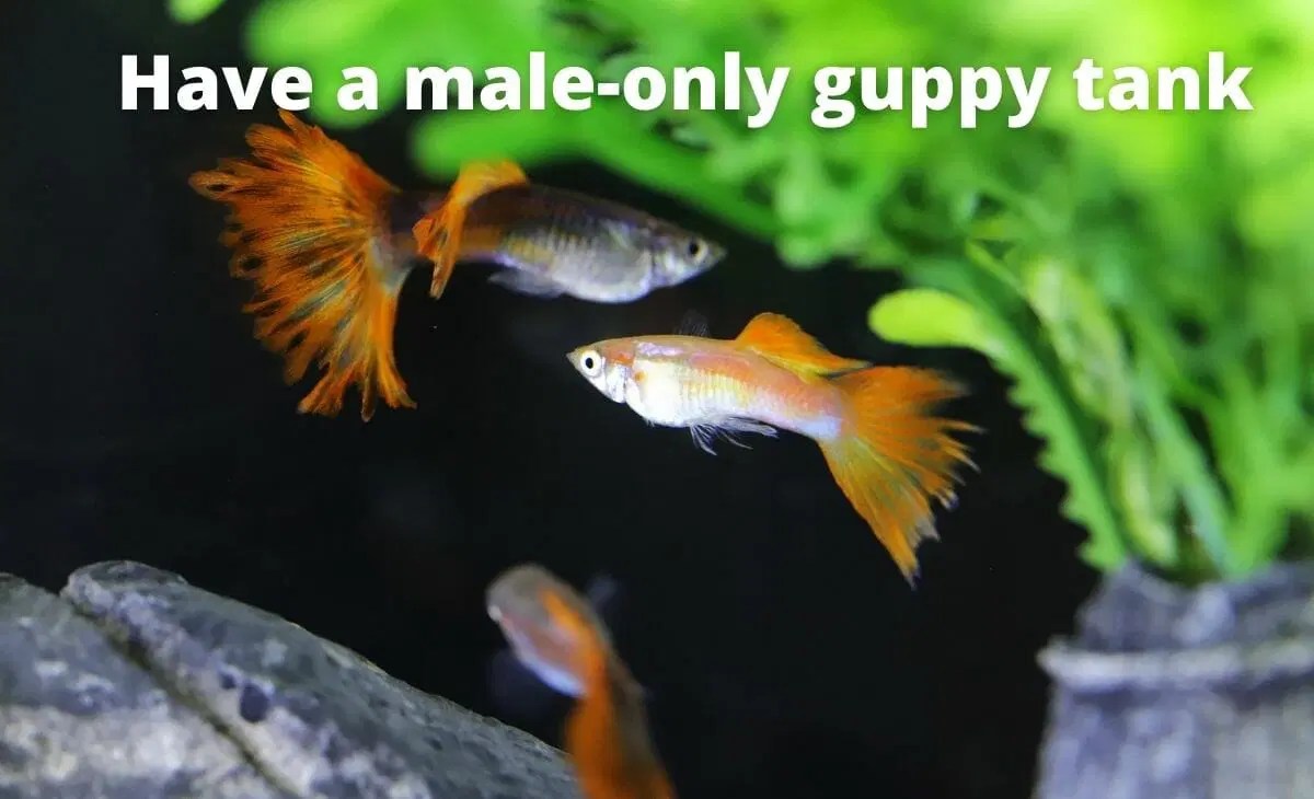 How Do I Stop My Guppies From Having Babies? (5 Effective Ways That Work!)