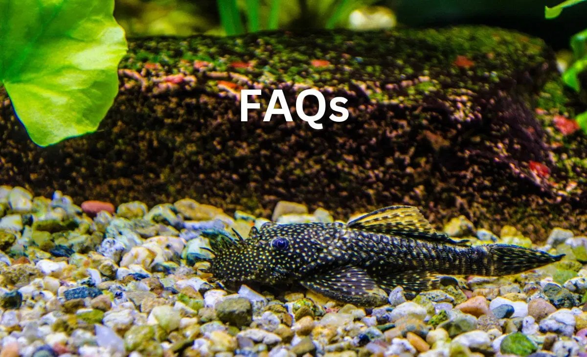 Bristlenose Pleco Size (How Big They Really Get)