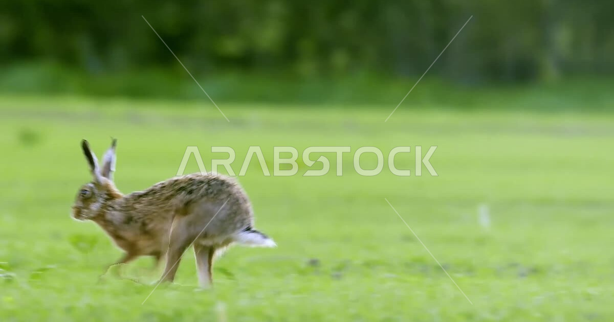 A natural reserve for breeding rabbits and pets, closeup of a rabbit