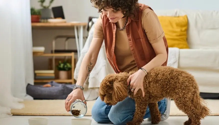 I 40 migliori Dog Sitters a San Donato Milanese ProntoPro