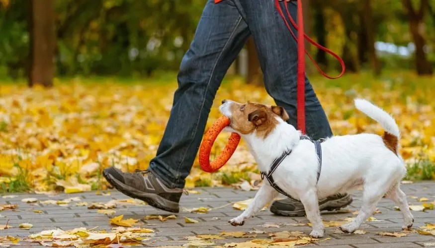 I 40 migliori Pet Sitter a Mascali ProntoPro